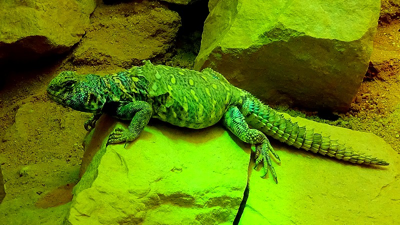 Uromastyx ornata - Lézard fouette-queue